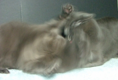DSCF5133