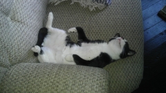 tuxsleeps1