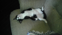 tuxsleeps3